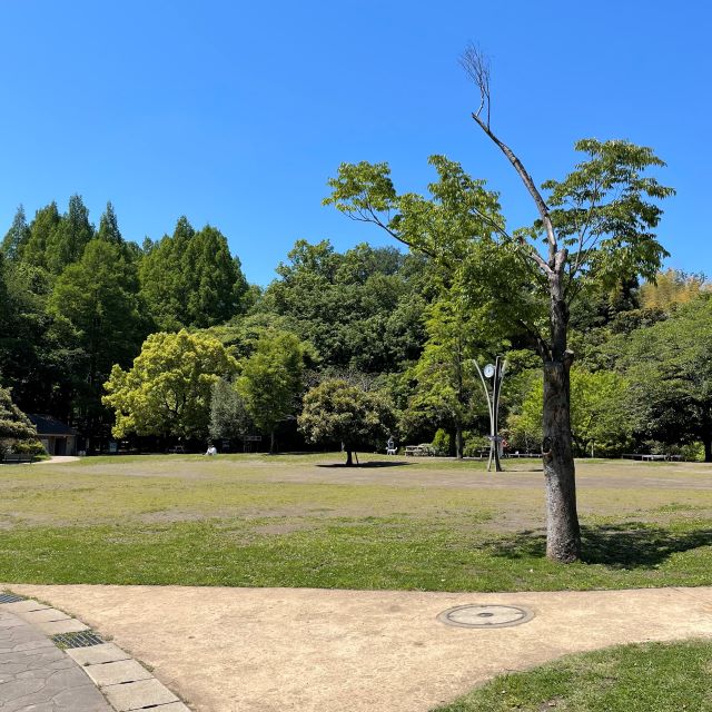 生田緑地　中央広場　芝生　